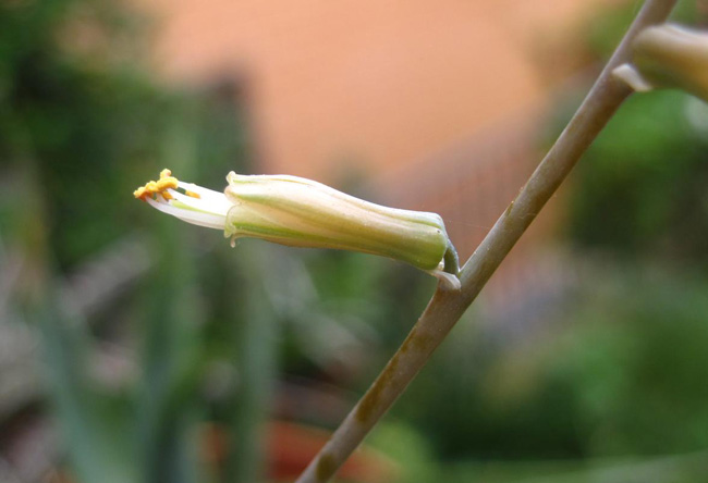 Aloe bowiea 