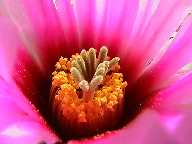 Echinocereus  fitchii 