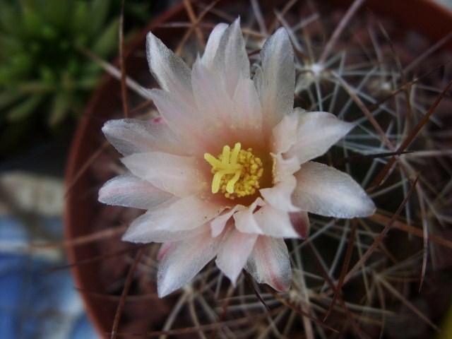 Thelocactus garciae 