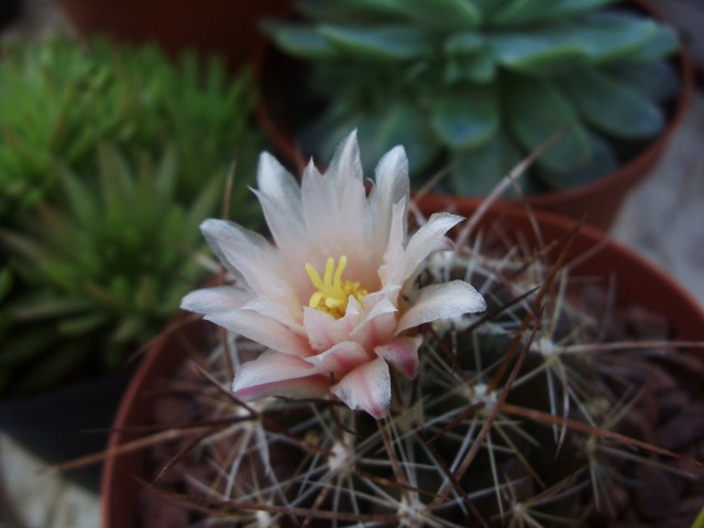 Thelocactus garciae 