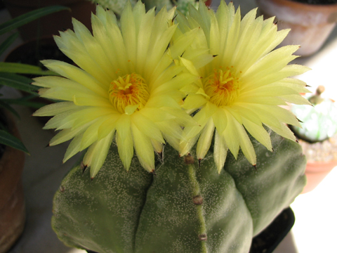 Astrophytum myriostigma 