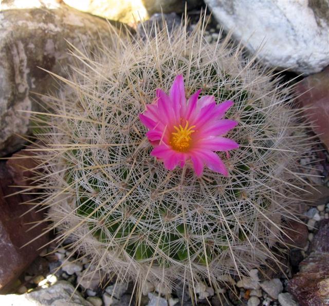 Thelocactus macdowellii 