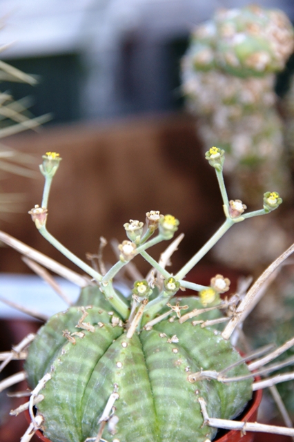 Euphorbia meloformis 