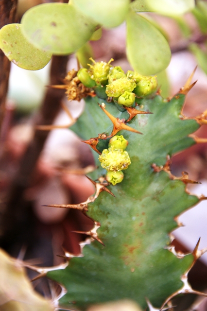 Euphorbia tortirama 