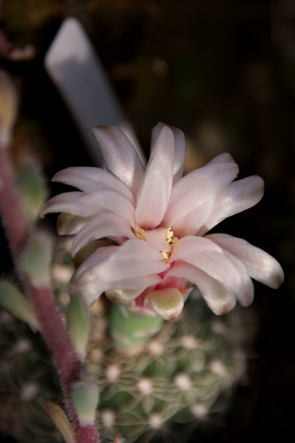 Gymnocalycium bruchii 