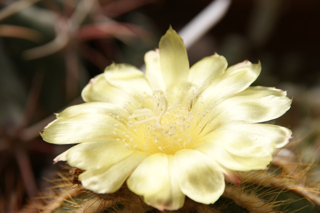 Parodia magnifica 