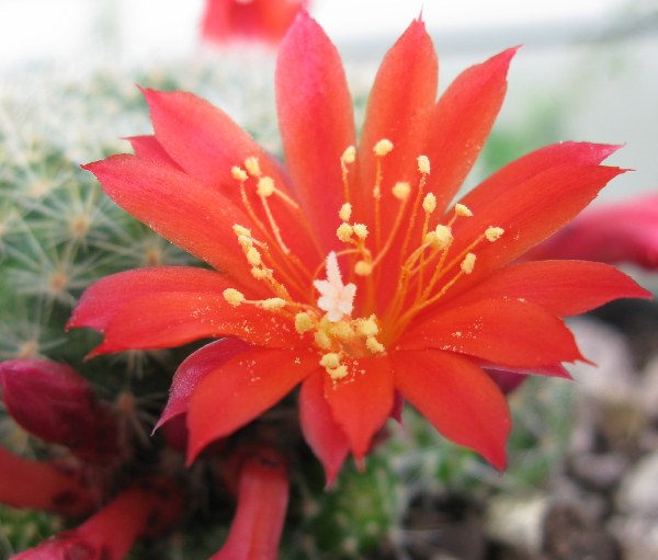 Rebutia  