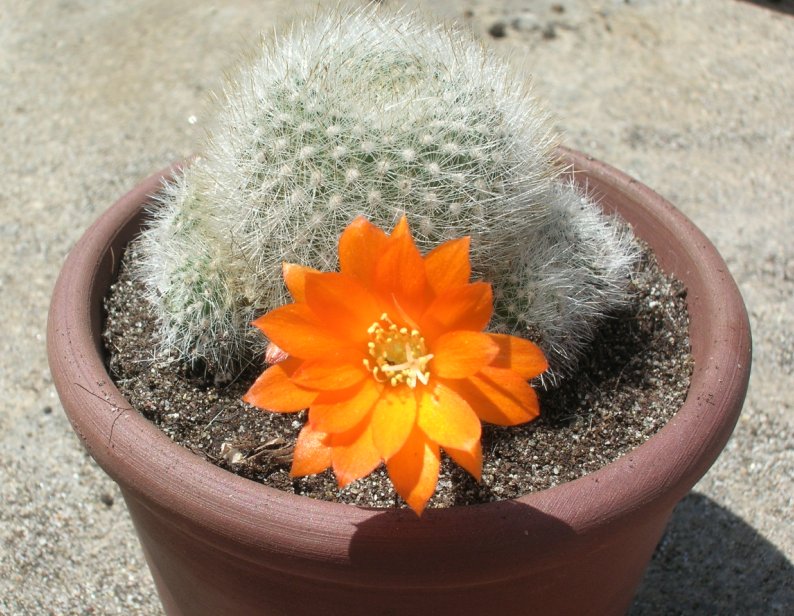 Rebutia muscula 