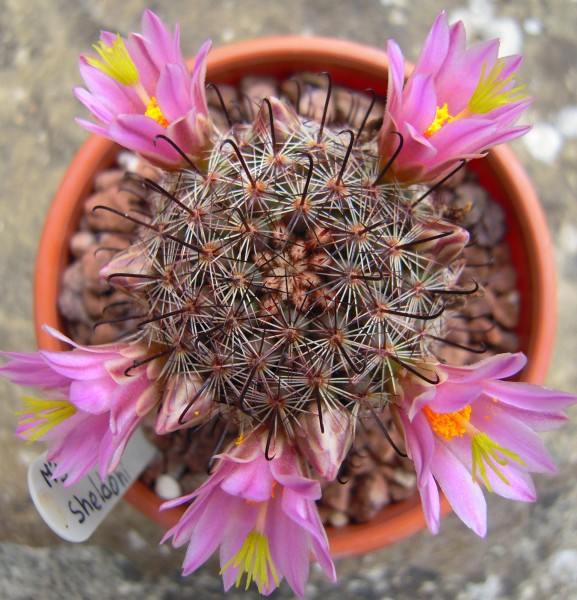 Mammillaria sheldonii 