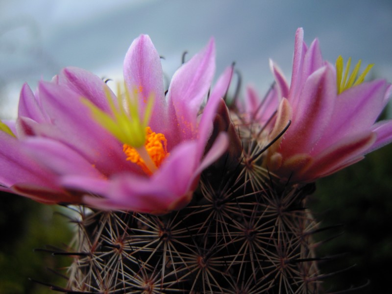 Mammillaria sheldonii 