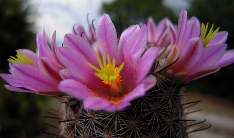 Mammillaria sheldonii 