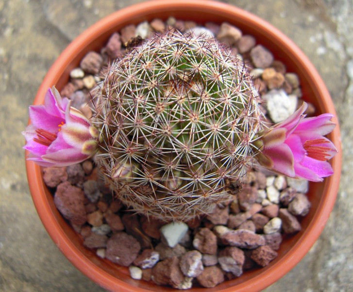 Mammillaria pseudoalamensis 