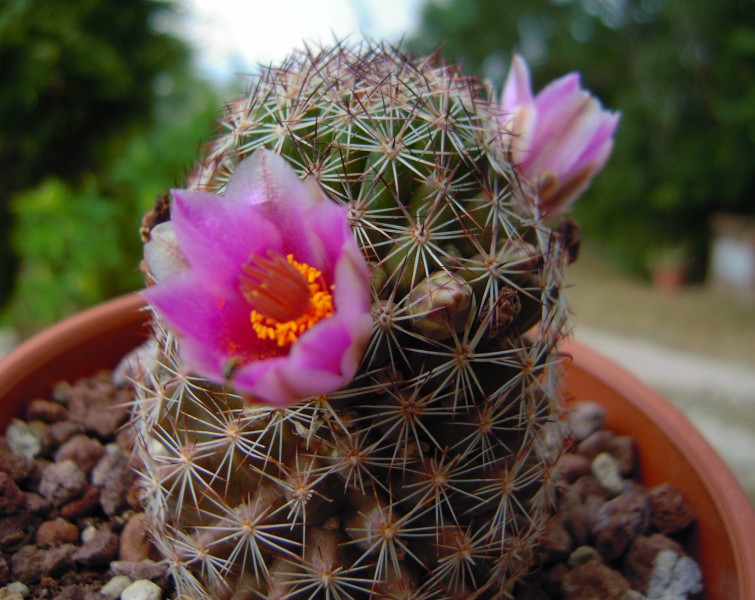 Mammillaria pseudoalamensis 