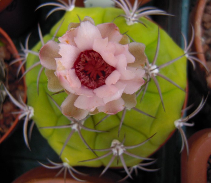 Gymnocalycium pflanzii 