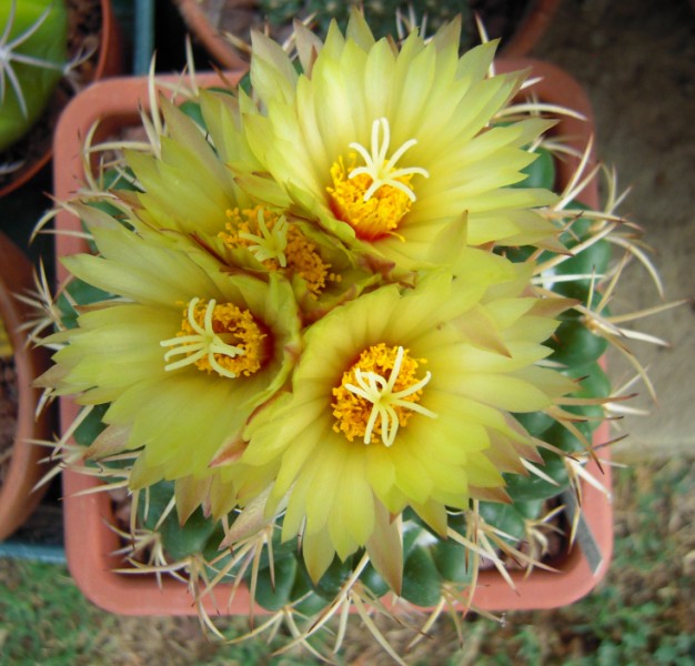 Coryphantha bumamma 