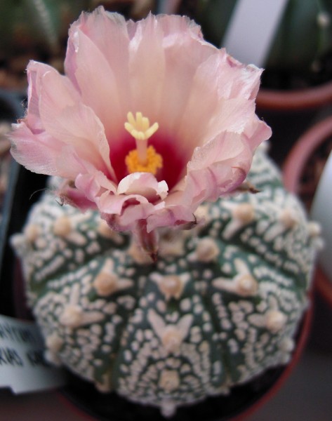 Astrophytum asterias cv. super kabuto 