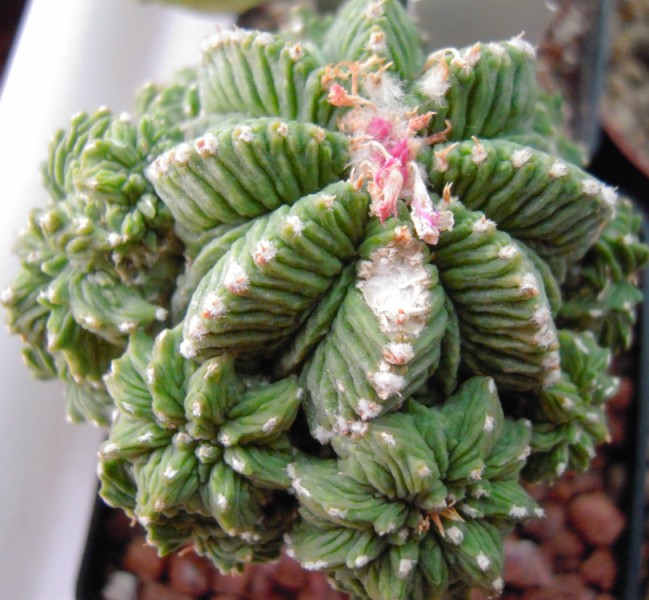 Aztekium ritteri 
