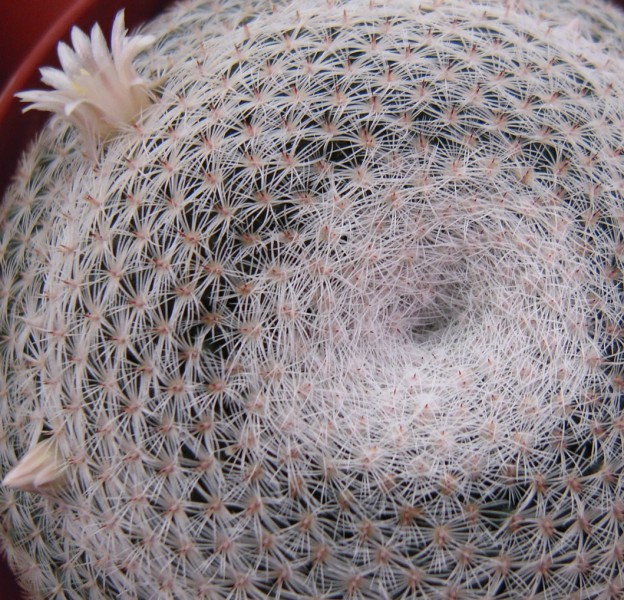 Mammillaria microthele 
