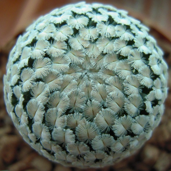 Mammillaria sanchez-mejoradae 