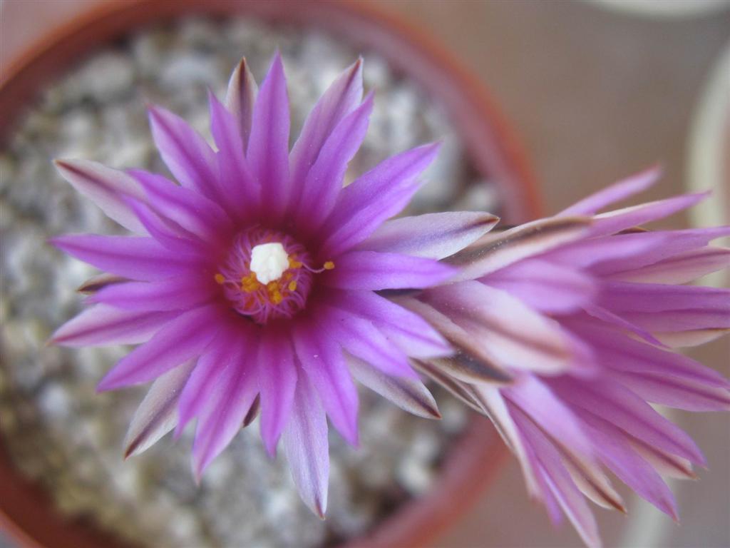 Turbinicarpus pseudopectinatus 