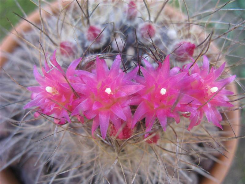 Neoporteria sp. 