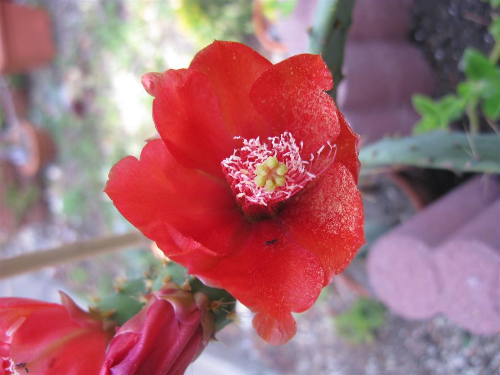 Opuntia elatior 