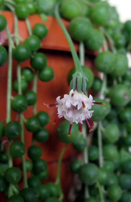 Senecio rowleyanus 