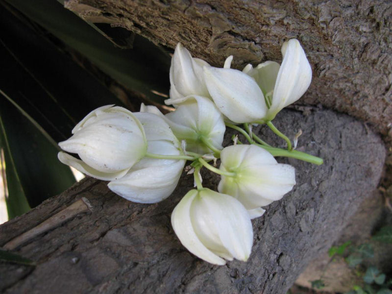 Yucca aloifolia 