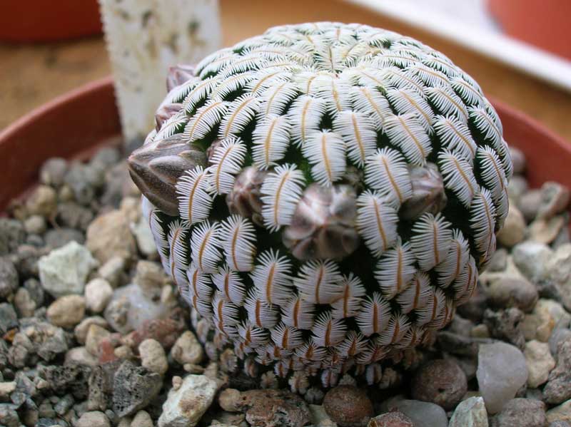 Mammillaria pectinifera 