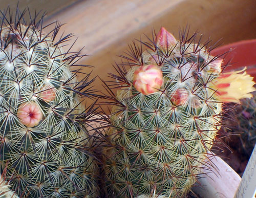 Mammillaria microhelia 