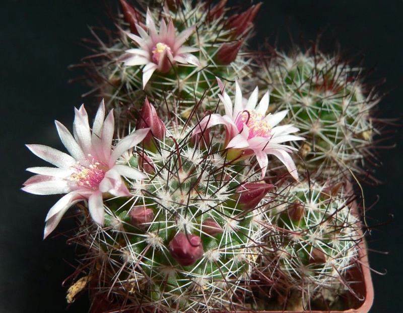 Mammillaria fittkaui ML 298