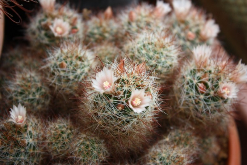 Mammillaria fittkaui 