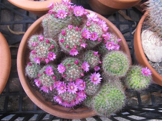 Mammillaria fittkaui 