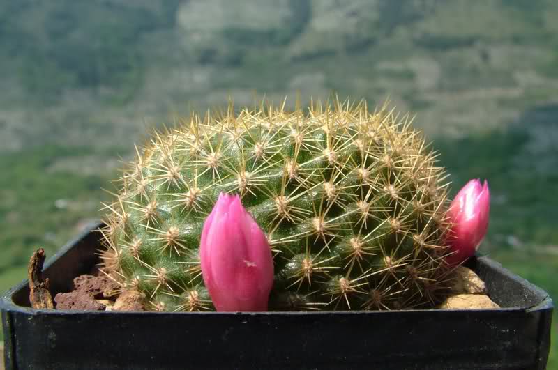 Rebutia kariusiana 