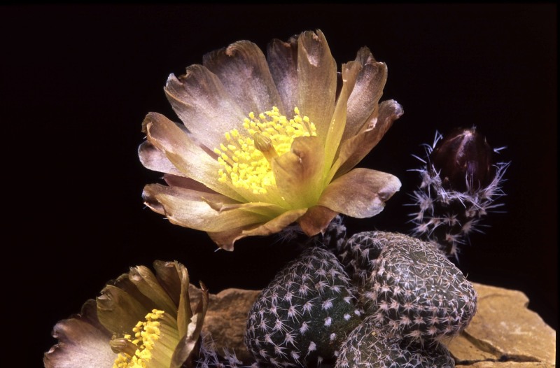 opuntia clavarioides