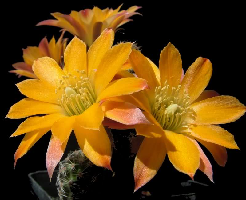 Rebutia rutiliflora FR1113