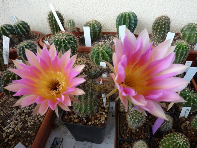 Echinopsis cv. flamenco 