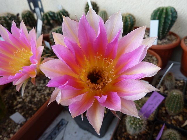 Echinopsis cv. flamenco 