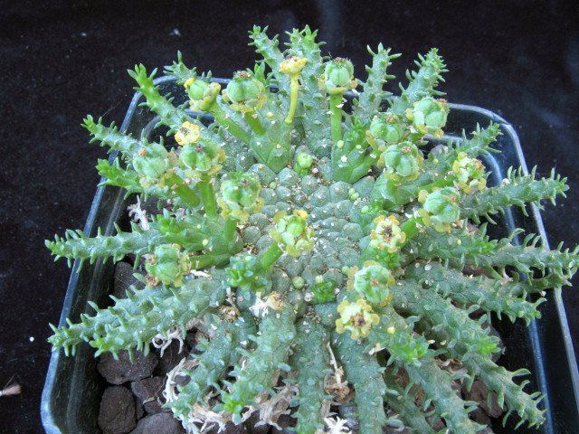 Euphorbia flanaganii 