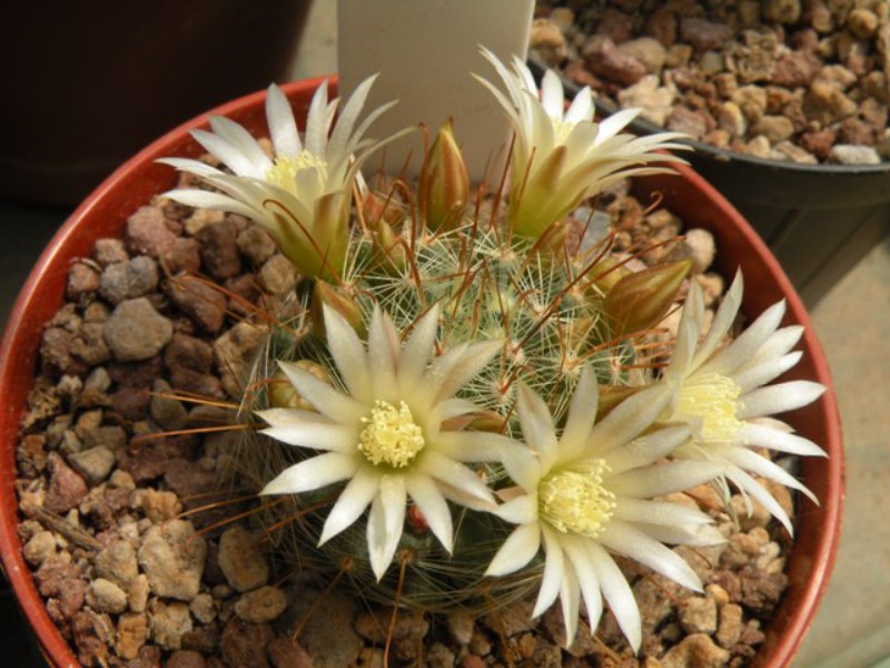 Mammillaria flavihamata 