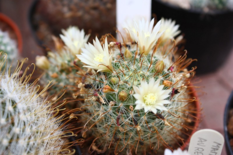 Mammillaria flavihamata 