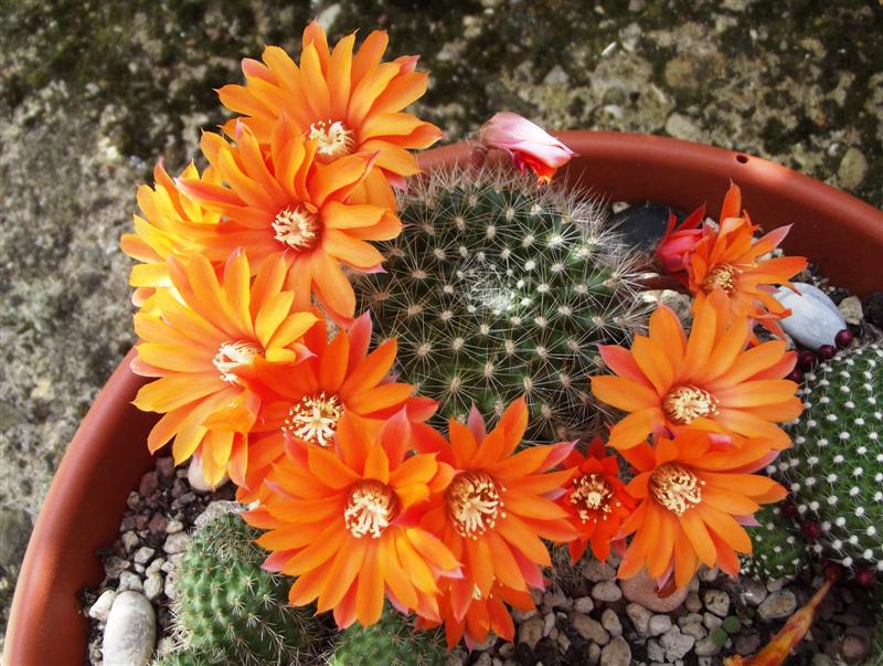 Rebutia flavistyla 