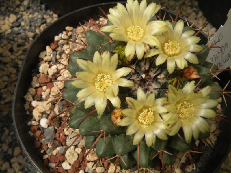 mammillaria flavovirens