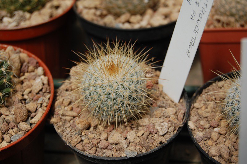 Mammillaria dixanthocentron f.ma lau 677 LAU 677