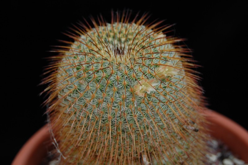 Mammillaria dixanthocentron FO 230