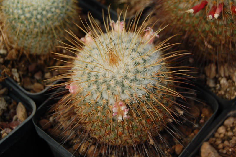 Mammillaria dixanthocentron FO 251