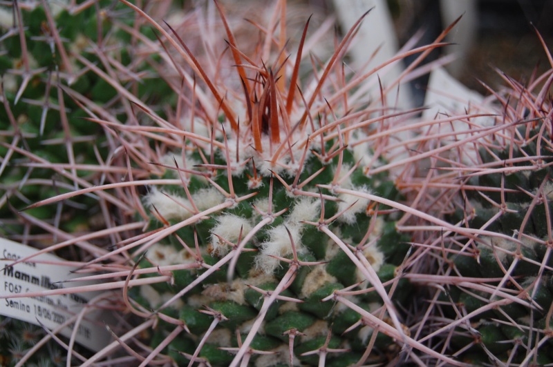 Mammillaria carnea FO 67