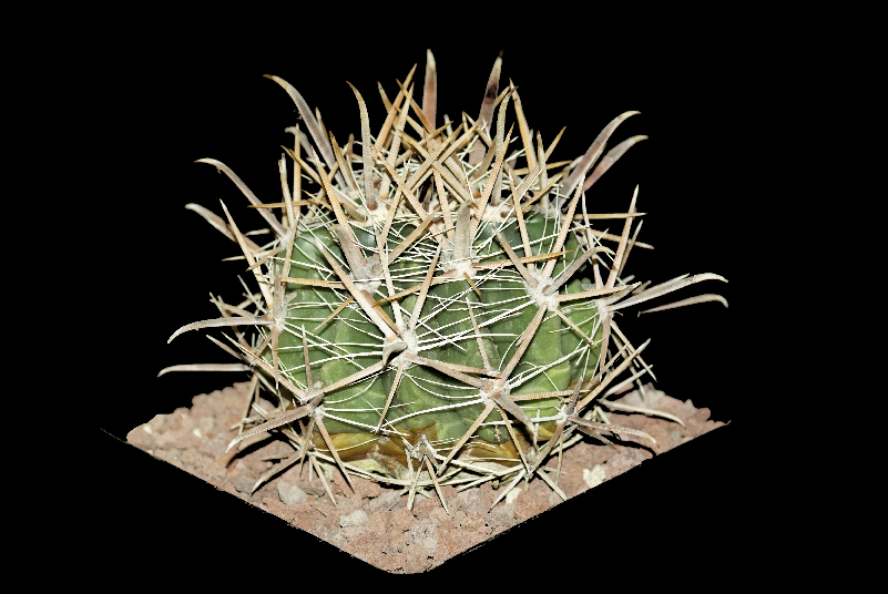 Ferocactus fordii 