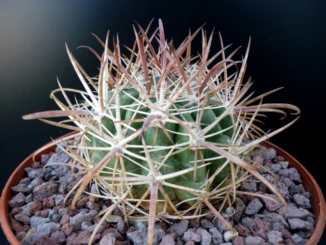 Ferocactus fordii 