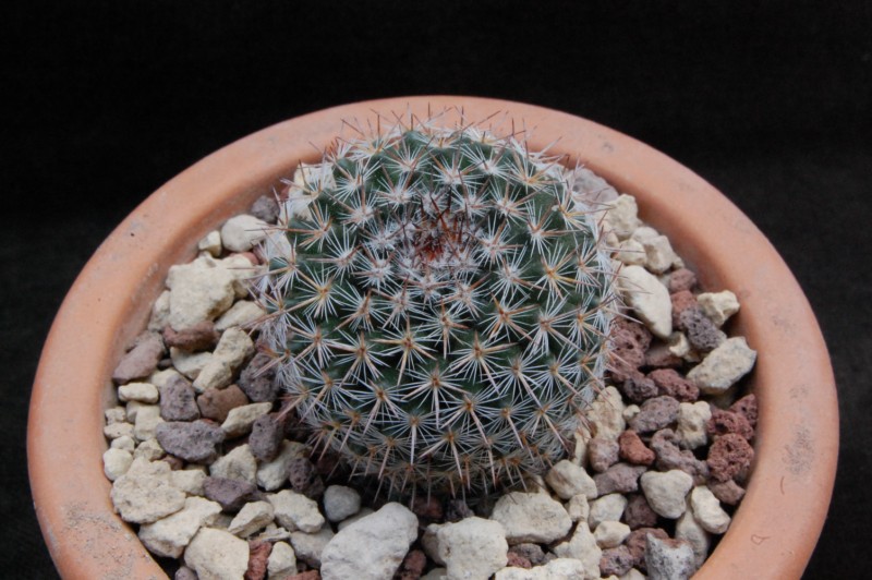 Mammillaria formosa ROG 496